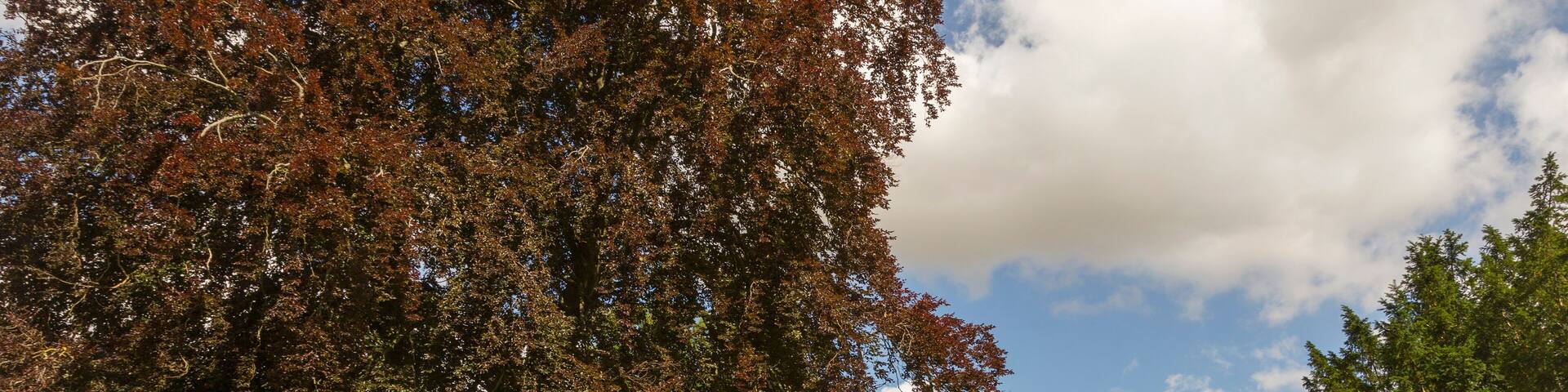 Rotbuche und Schloss