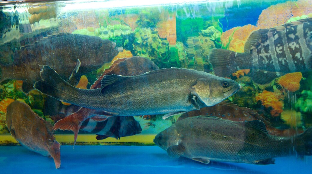 Noryangjin Fish Market featuring marine life and markets