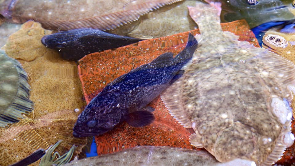 Noryangjin Fish Market which includes markets and marine life