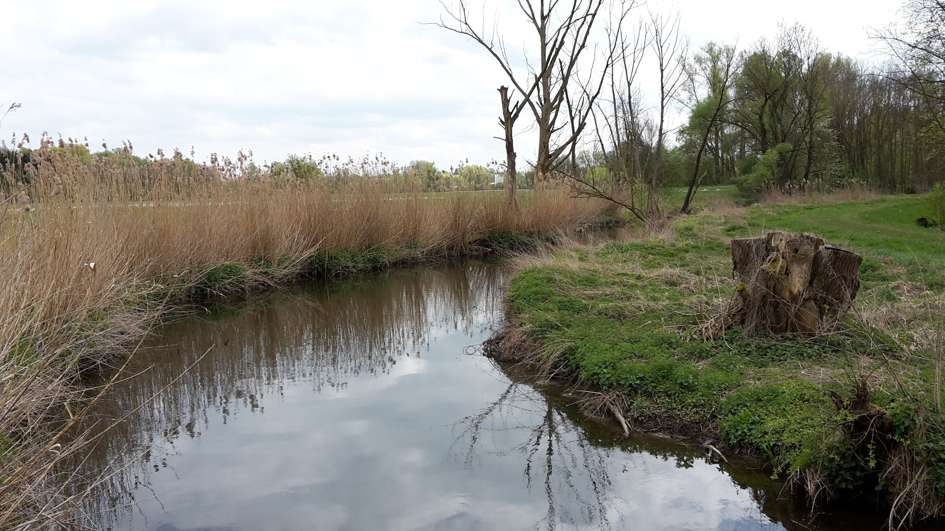 Roth zwischen Oberfahlheim und der Mündung