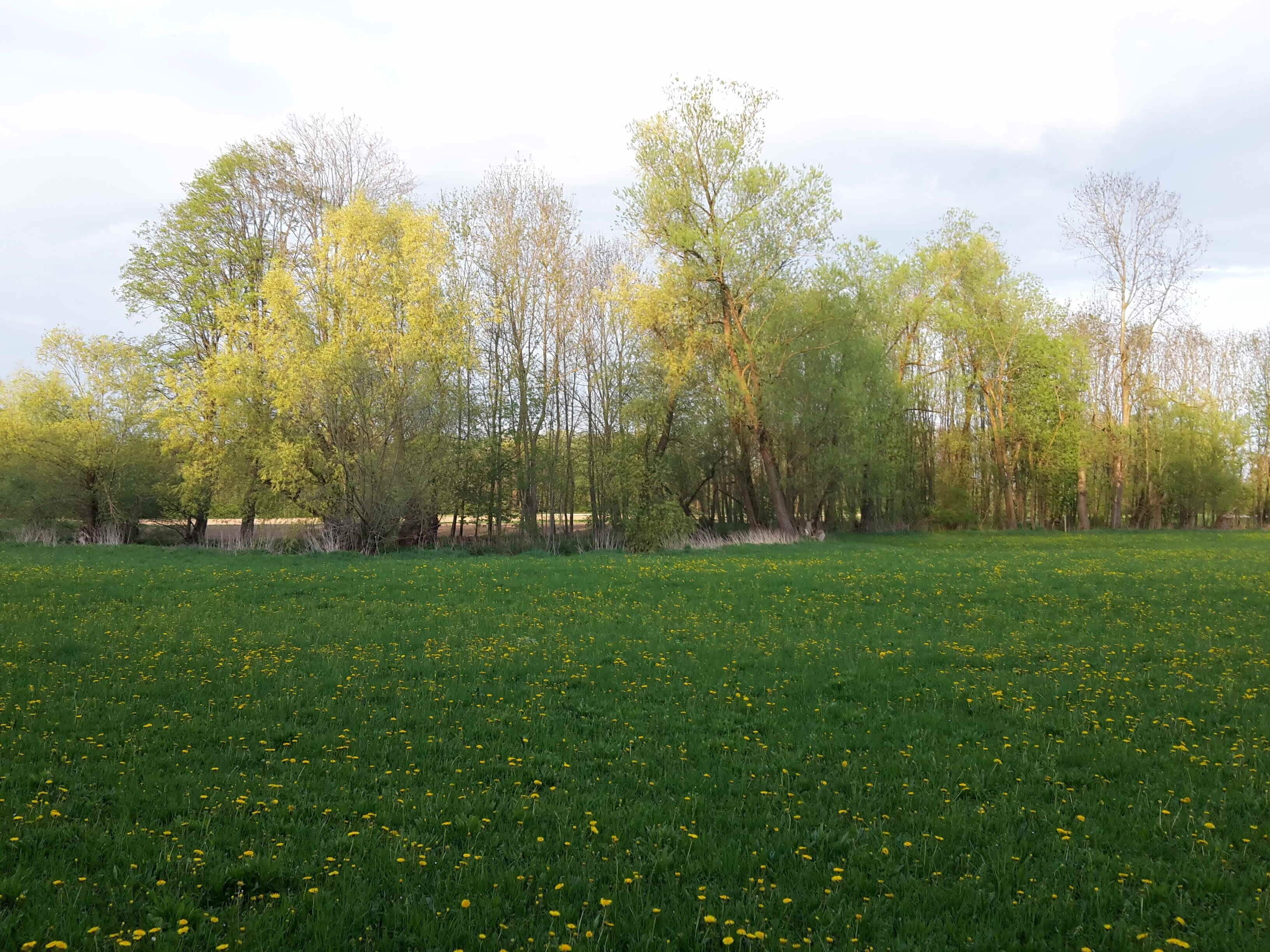 Rothaue vom hinteren Stallholz aus gesehen