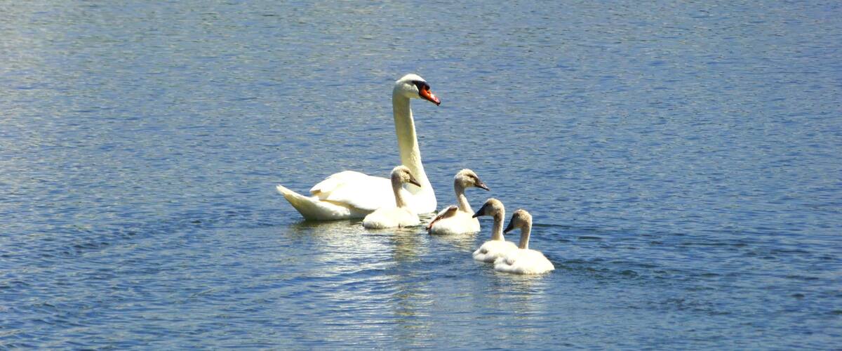 A swan with cygnets swimming in calm water.