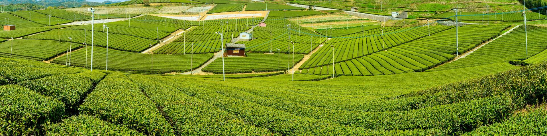 見渡す限り緑のじゅうたん・香り高き絶景スポット「八女中央大茶園」
Green carpet as far as the eye can see, fragrant scenic spot ``Yame Chuo Daichaen''
日本(春)2022年撮影
Japan (Spring) Taken in 2022
九州・福岡県八女市
Yame City, Fukuoka Prefecture,