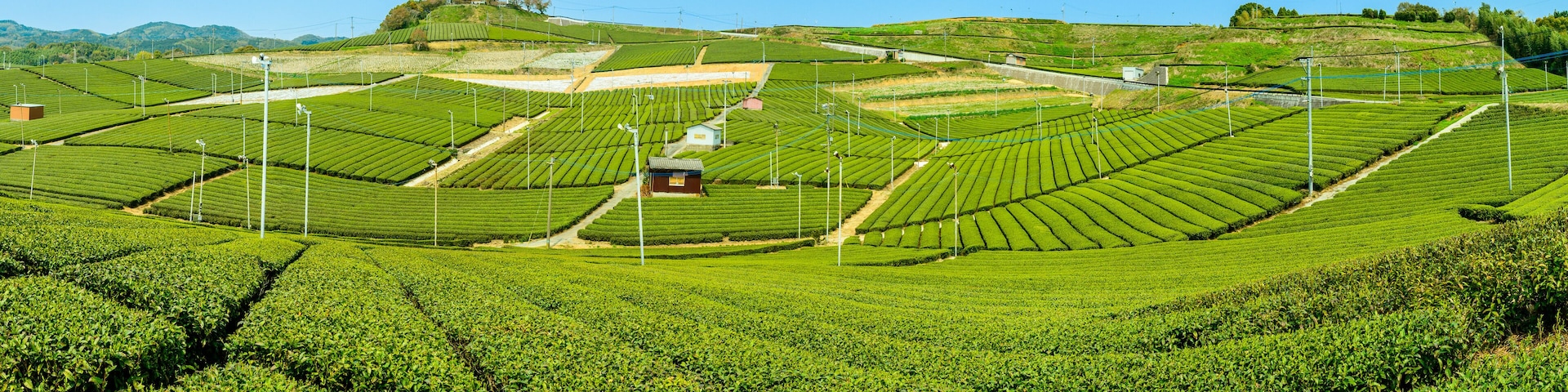 見渡す限り緑のじゅうたん・香り高き絶景スポット「八女中央大茶園」
Green carpet as far as the eye can see, fragrant scenic spot ``Yame Chuo Daichaen''
日本(春)2022年撮影
Japan (Spring) Taken in 2022
九州・福岡県八女市
Yame City, Fukuoka Prefecture,