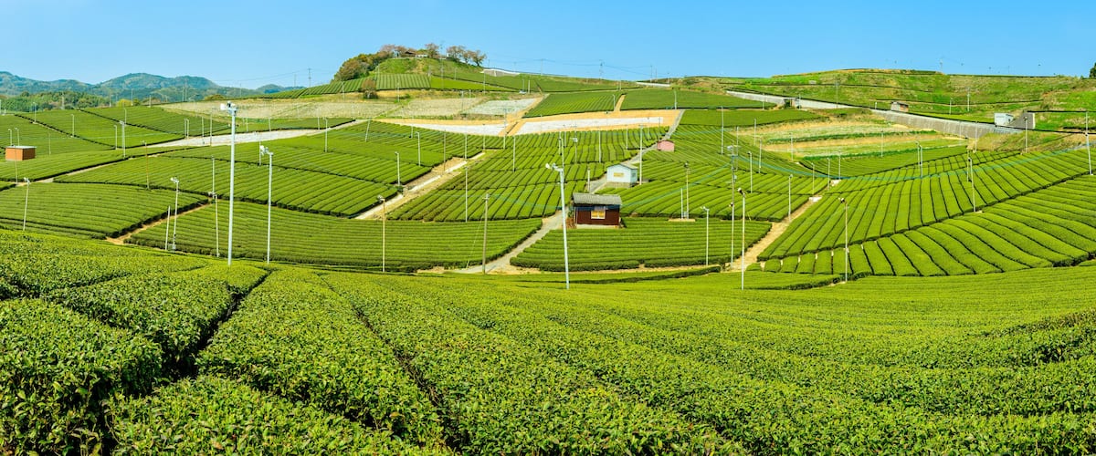 A lush tea plantation with terraced fields and small buildings.
