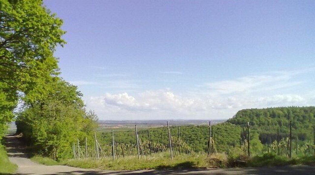 Blick vom Heuchelberg