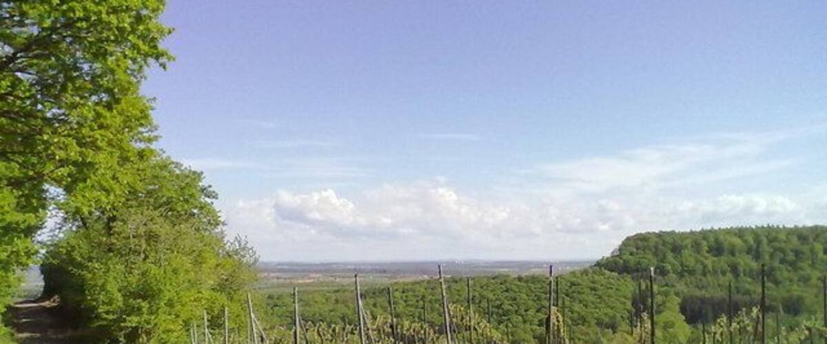 A paved road curving through a forested area with a view of distant hills.