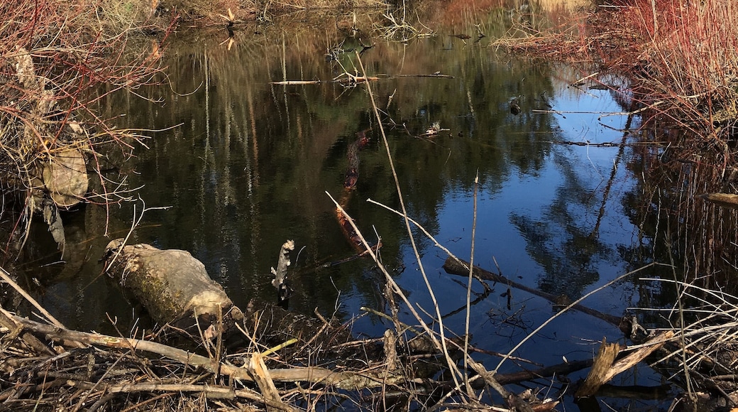Landschaft im Winter in den Donau-Auen