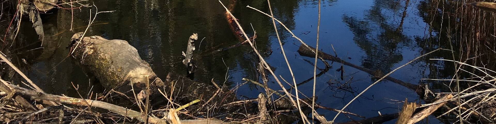 Landschaft im Winter in den Donau-Auen