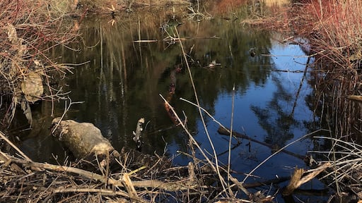 Landschaft im Winter in den Donau-Auen