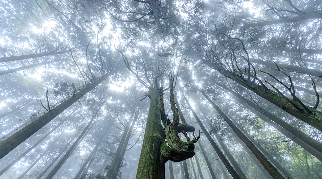 夏の英彦山 霧がかかった原始林 福岡県田川郡 Mt.Hikosan in summer Primitive forest with fog Fukuoka-ken Tagawa-gun