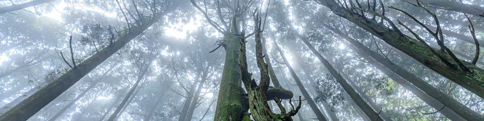 A dense forest with tall trees and a foggy atmosphere.