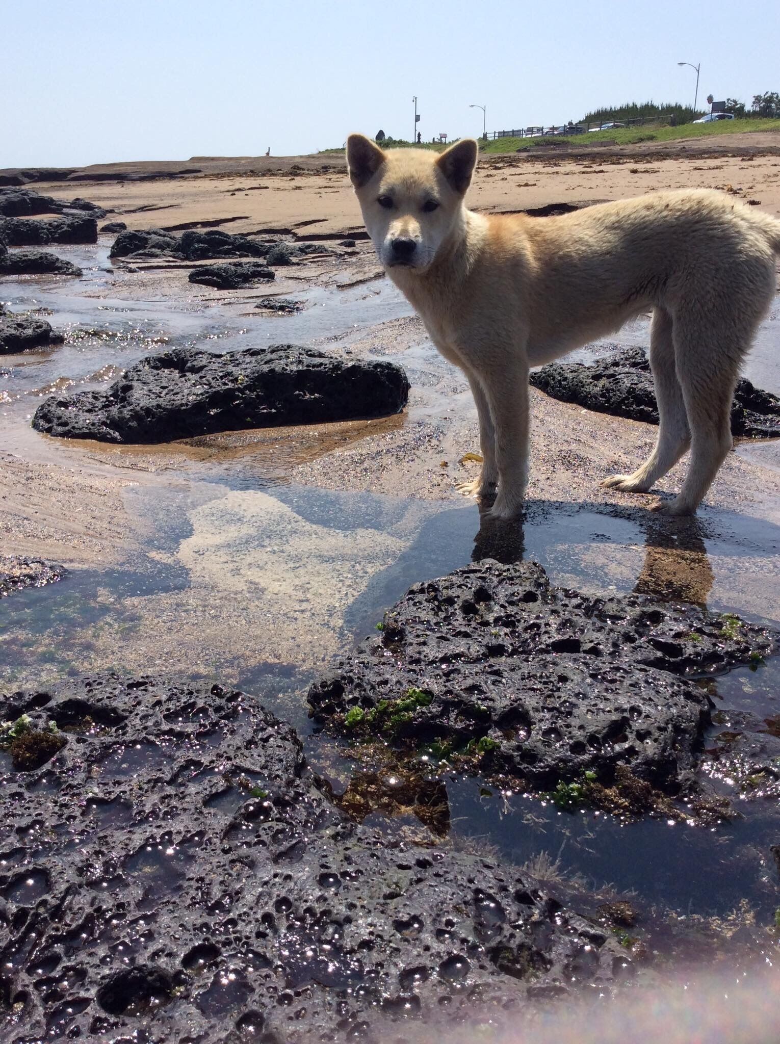 This stray beach dog has my heart <3
#BeachTips