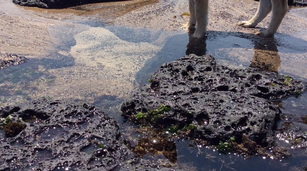 This stray beach dog has my heart <3
#BeachTips