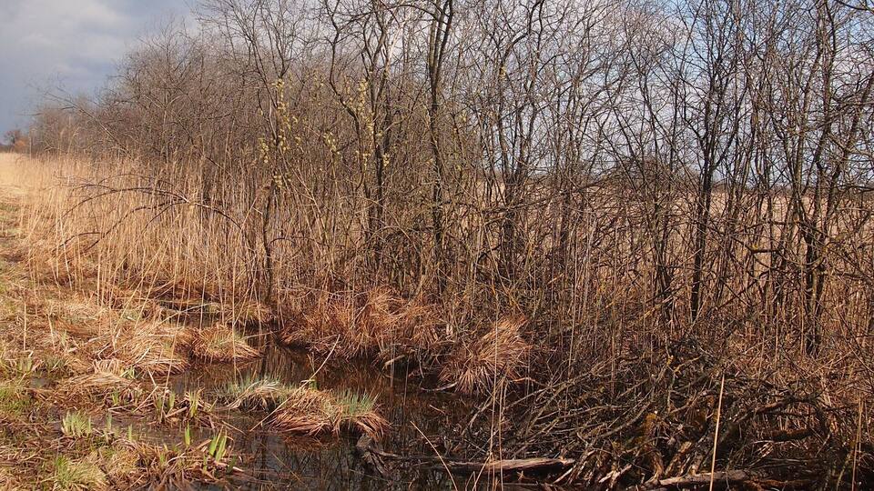 A wetland area with sparse vegetation and a small body of water.