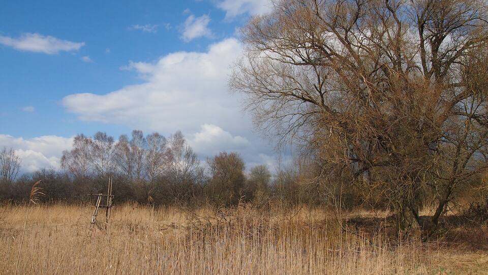 A field with tall grass and a leafless tree.