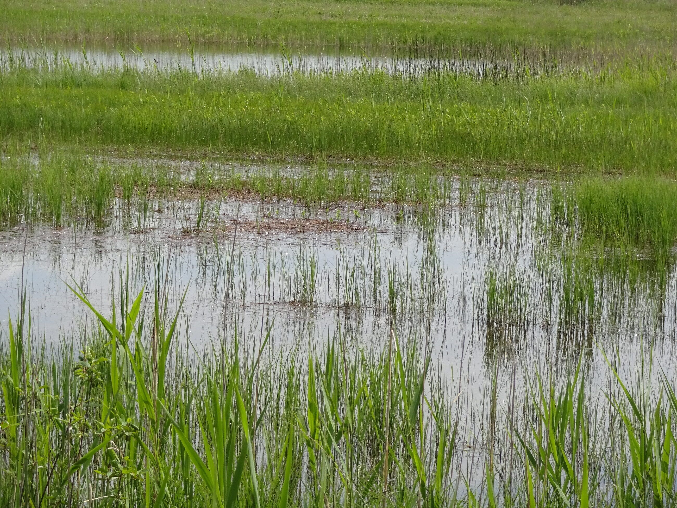Überflutete Wiese in der Mertinger Hölle, Naturschutzgebiet „Mertinger Hölle“ (NSG 00208.01)