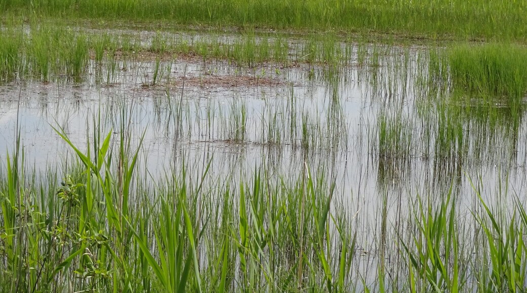 Überflutete Wiese in der Mertinger Hölle, Naturschutzgebiet „Mertinger Hölle“ (NSG 00208.01)
