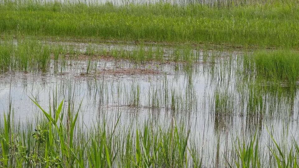 A flooded rice paddy with green vegetation and waterlogged fields.