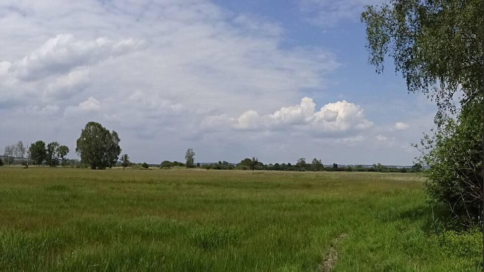A grassy field with scattered trees under a cloudy sky.