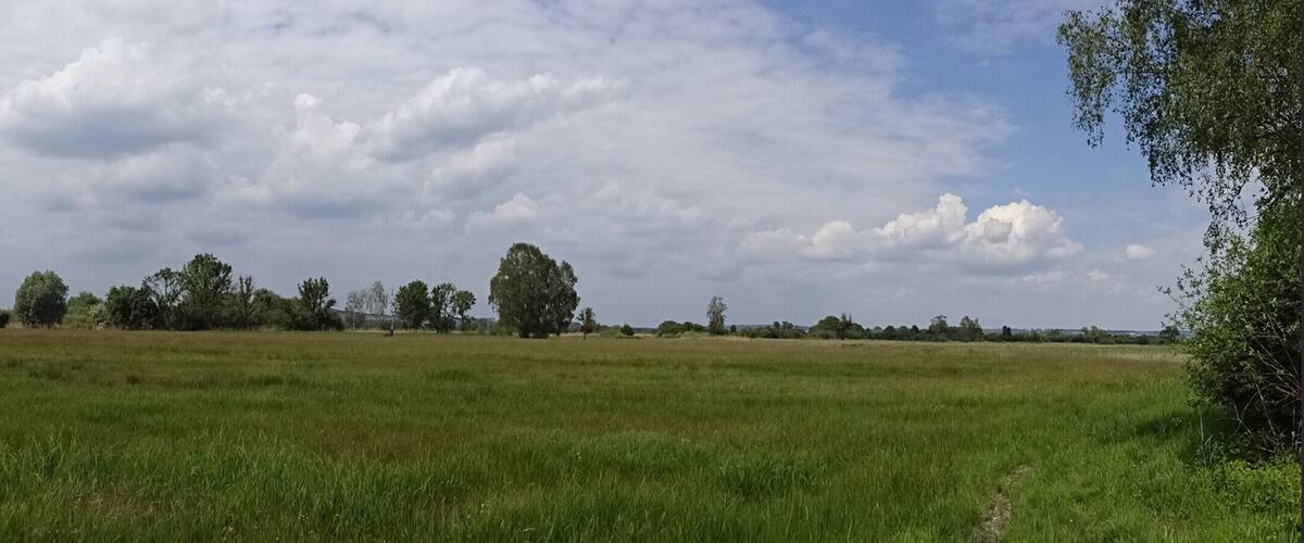 A grassy field with scattered trees under a cloudy sky.
