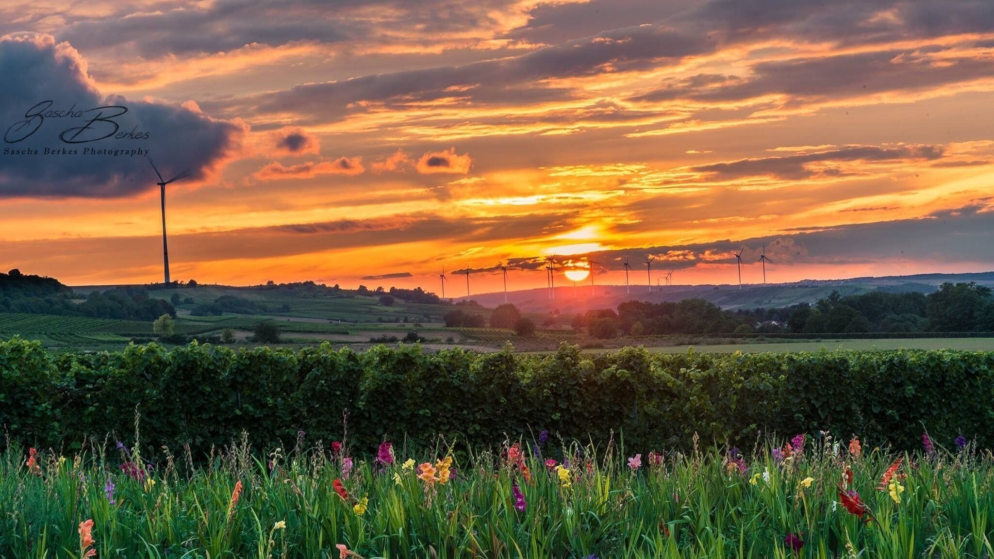 A sunset over a vineyard with wind turbines in the background.