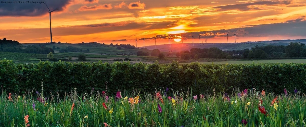 A sunset over a vineyard with wind turbines in the background.