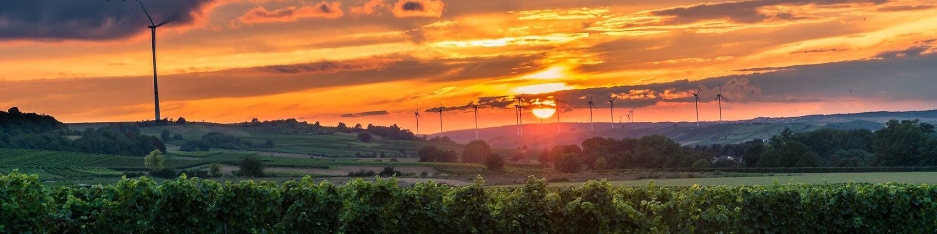 A sunset over a vineyard with wind turbines in the background.