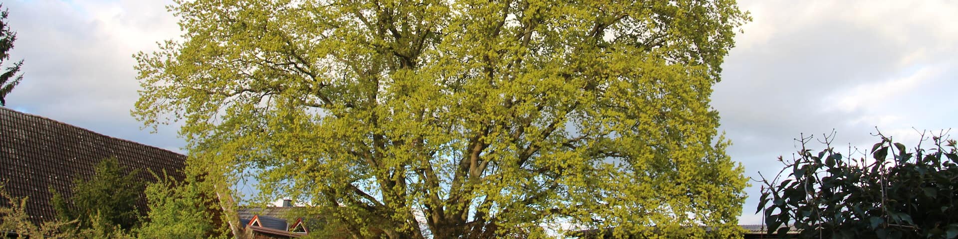 Eiche am Junkerhof Niederdorfelden, Naturdenkmal Nr. 435199, Main-Kinzig-Kreis