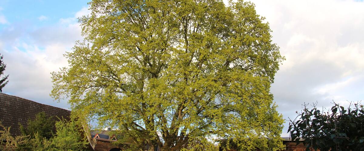 A large tree in a garden with a brick building in the background.
