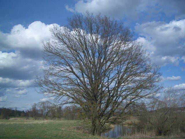Baum bei Diedorf