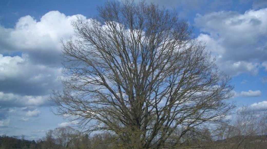 Baum bei Diedorf