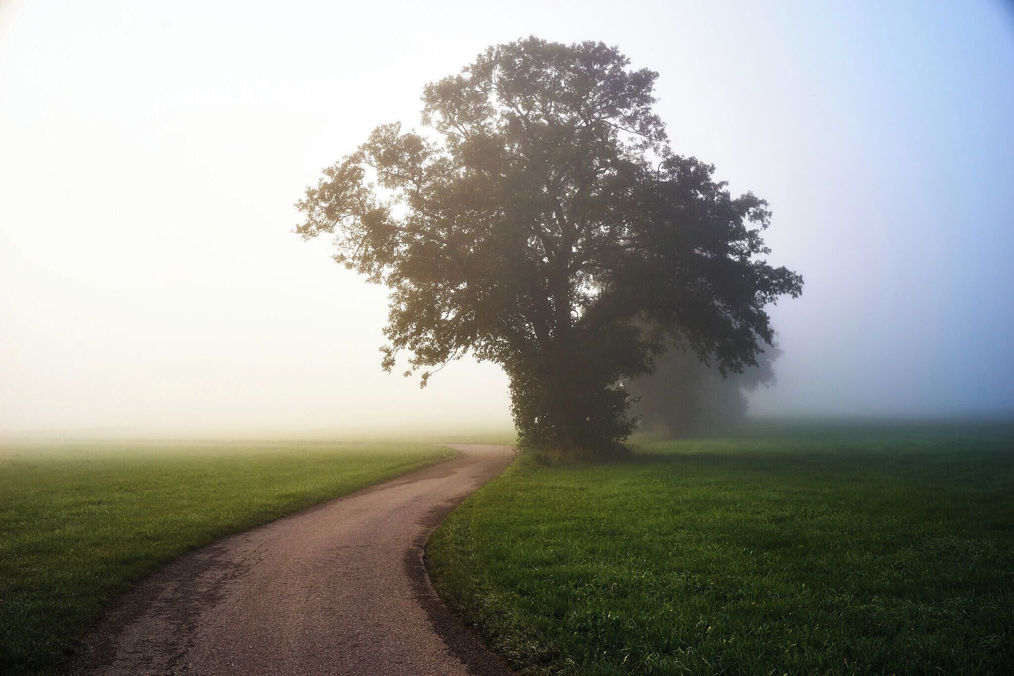 500px provided description: Misty Morning 3 [#autumn ,#park ,#field ,#sky ,#flowers ,#landscape ,#sunrise ,#fog ,#morning ,#forest ,#beauty ,#sunset ,#nature ,#sun ,#light ,#old ,#tree ,#road ,#beautiful ,#fall ,#natural ,#scene ,#green ,#countryside ,#rural ,#misty ,#scenic]