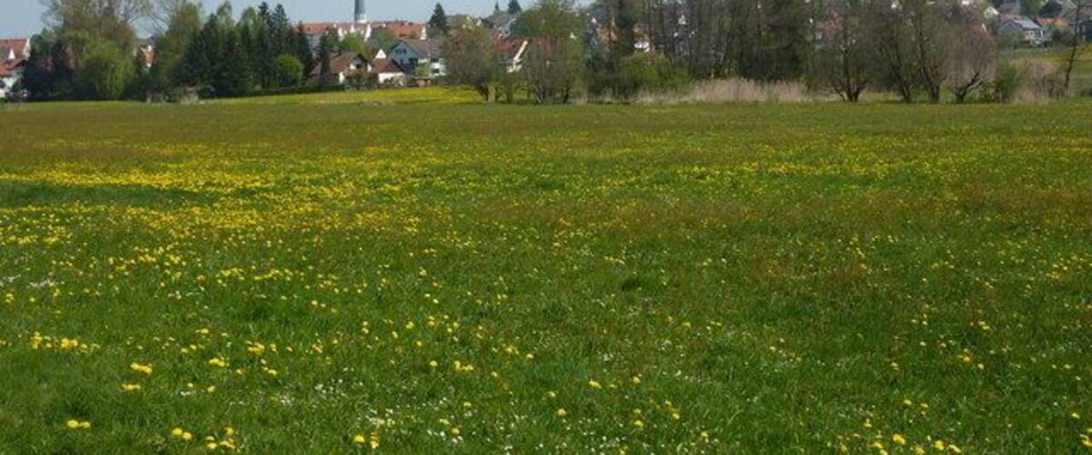 A green field with yellow flowers, trees, and a tall building in the background.