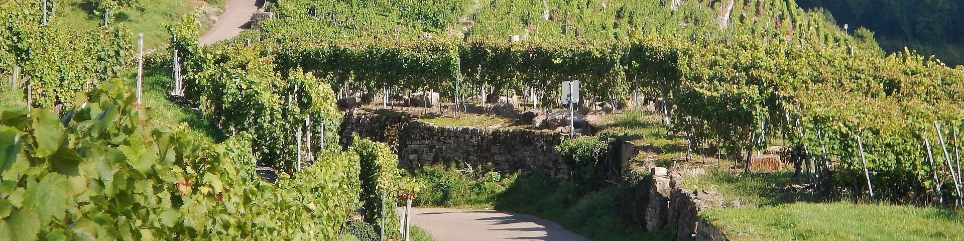 Weinberge bei Walheim