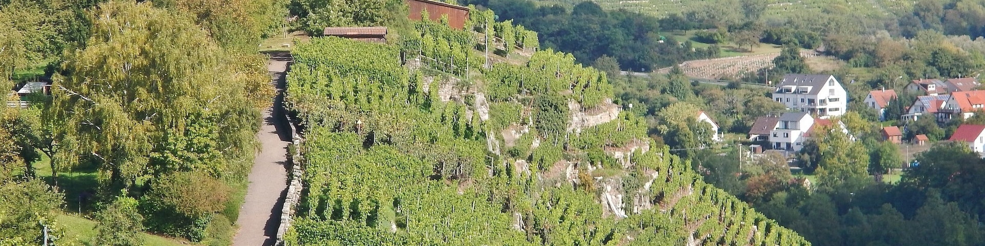 Weinberge bei Walheim