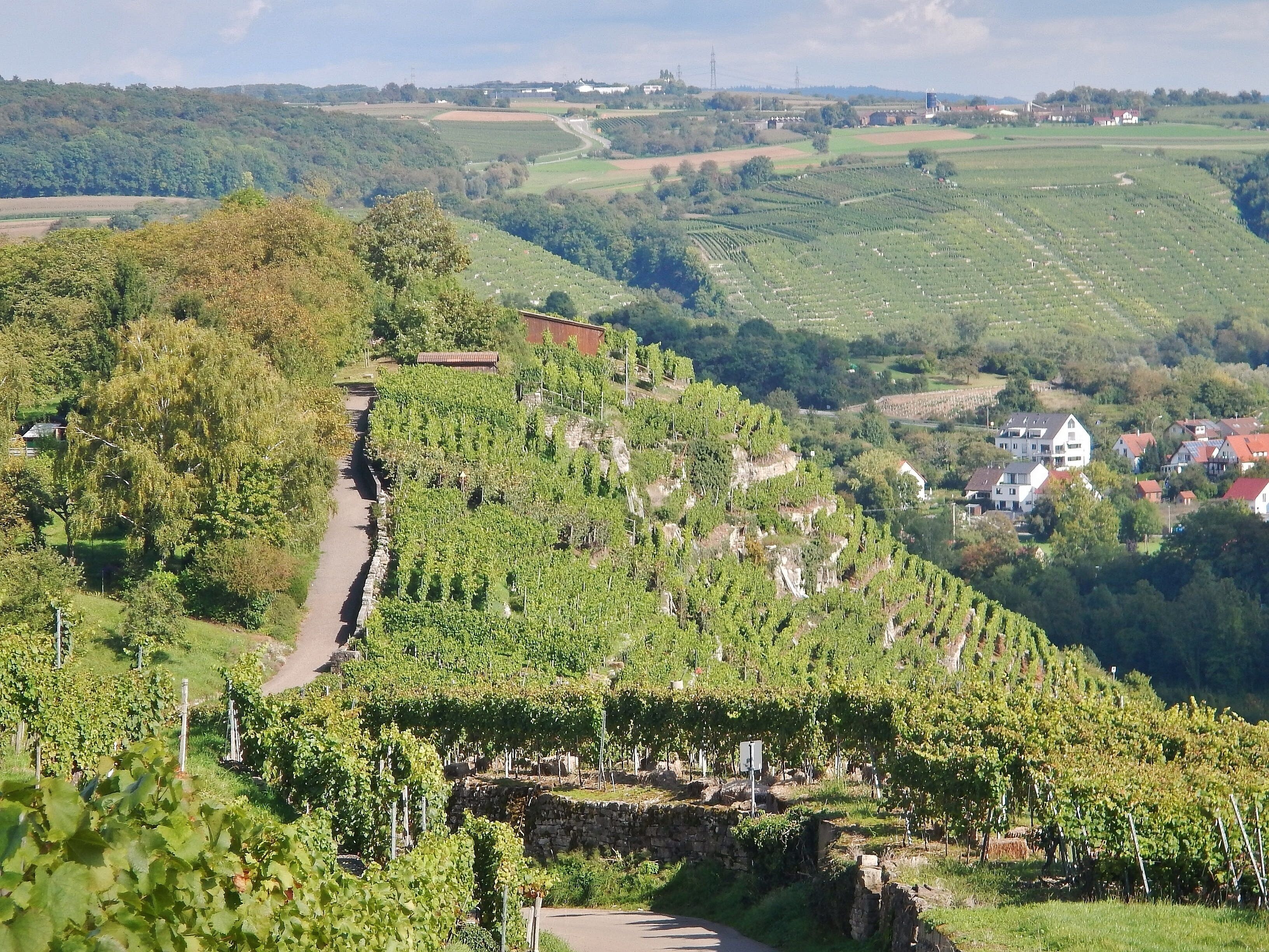 A vineyard with rows of grapevines on a hillside, a stone wall, and a small white building in the background.