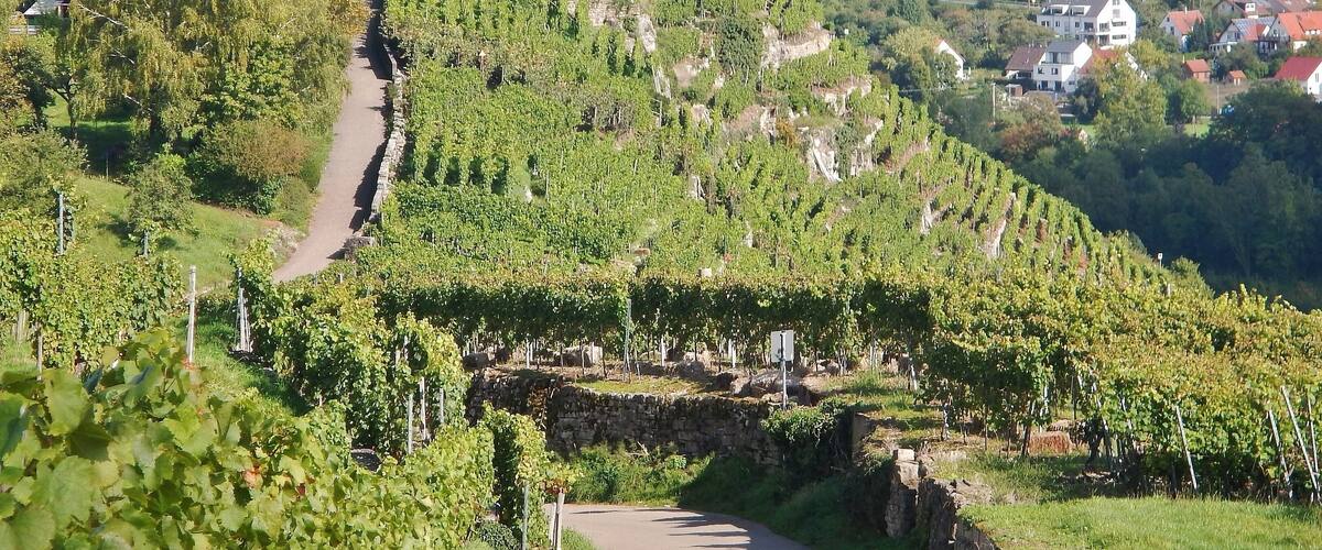 A vineyard with rows of grapevines on a hillside, a stone wall, and a small white building in the background.