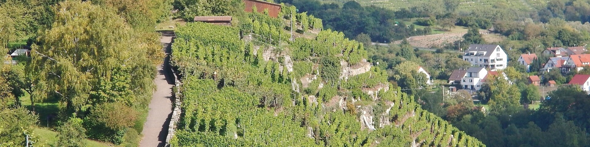 A vineyard with rows of grapevines on a hillside, a stone wall, and a small white building in the background.