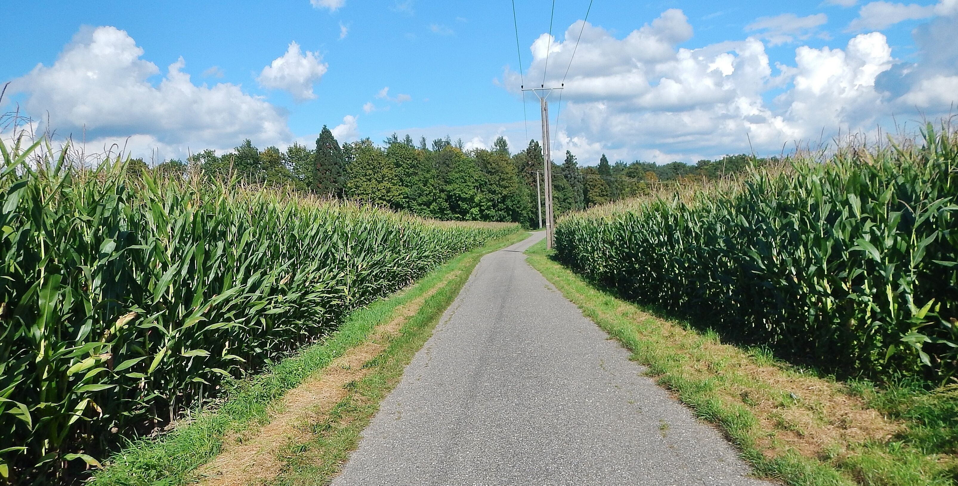 Wirtschaftsweg bei Walheim