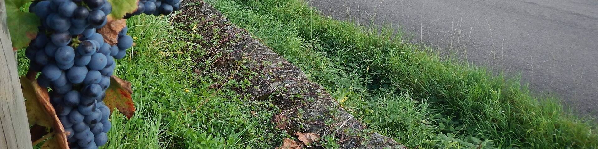 Blick von den Weinbergen in das Enztal