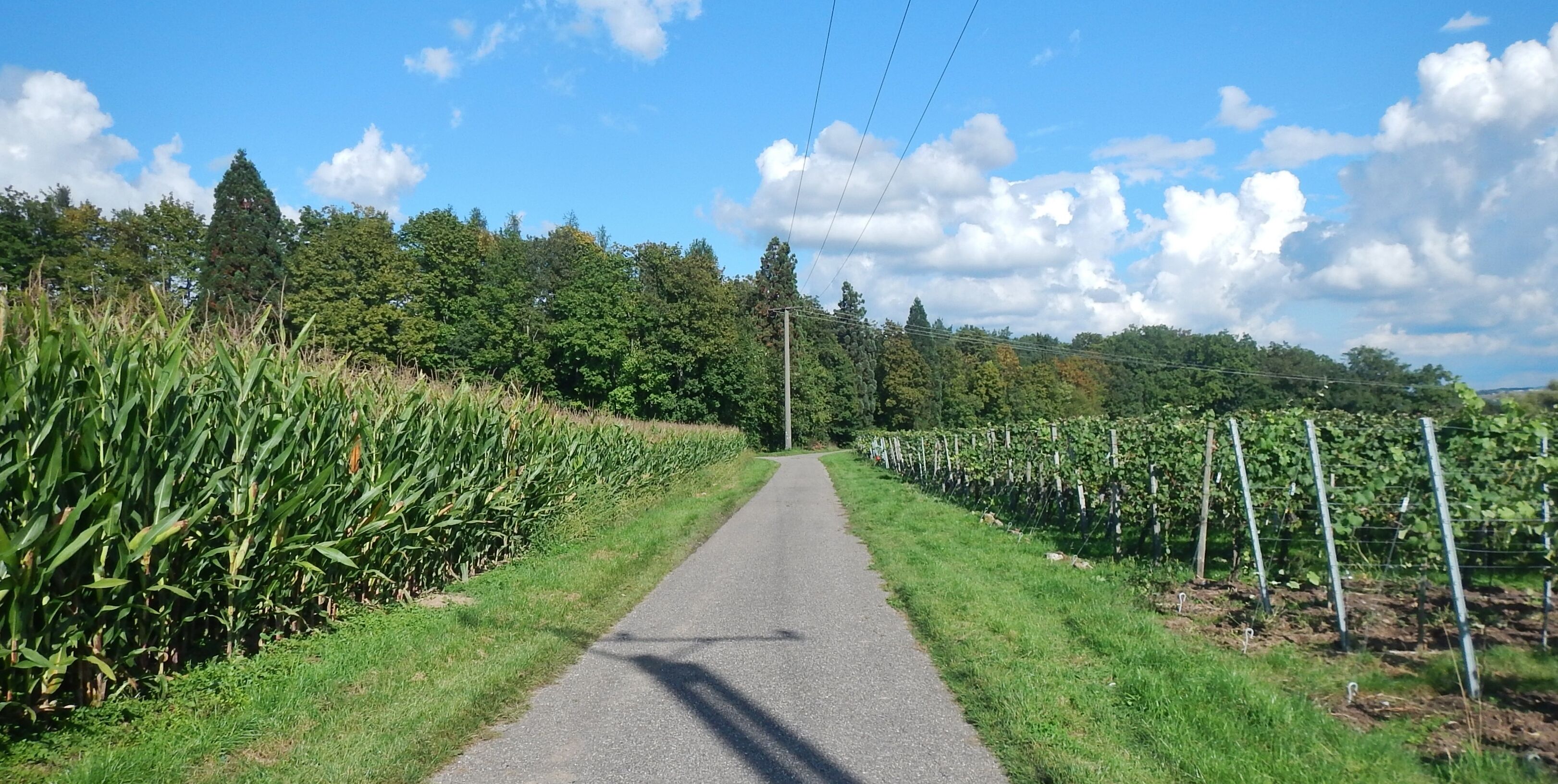 Wirtschaftsweg bei Walheim