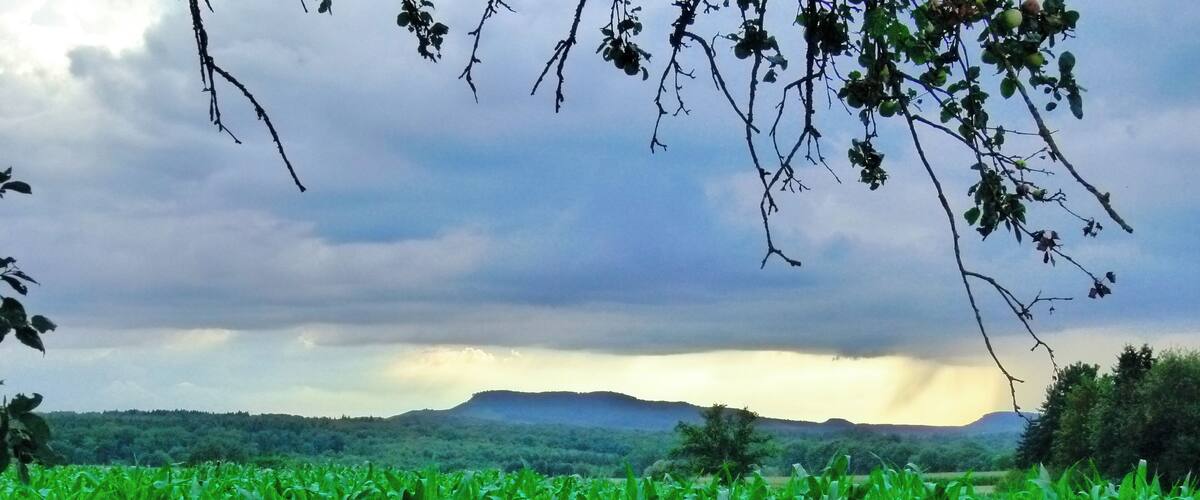 A cornfield with a cloudy sky and distant mountains.