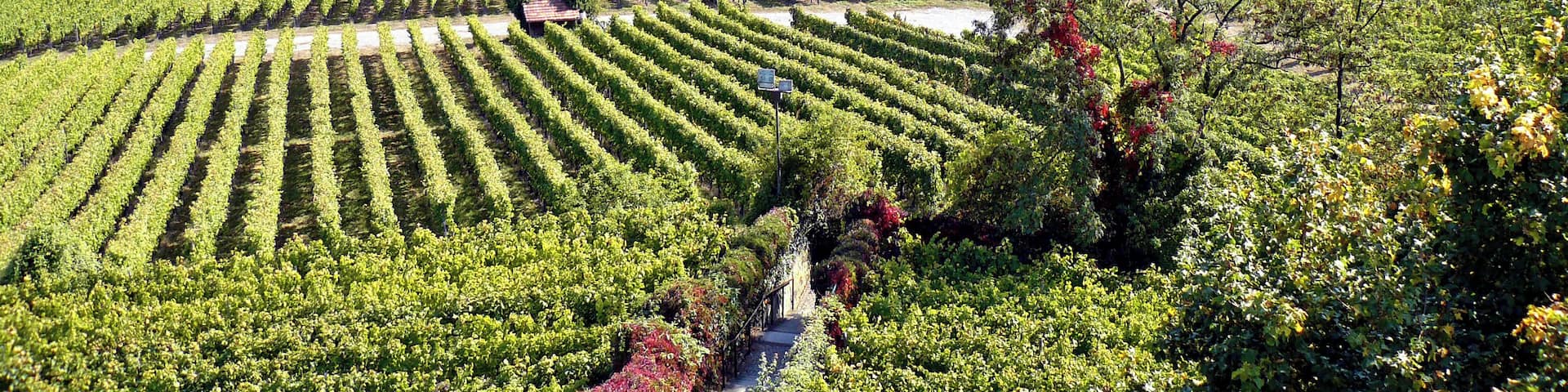 Ausblick von der Ruine Weibertreu nach Weinsberg