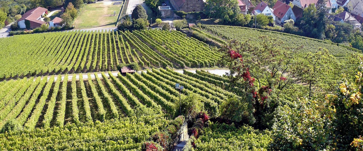 A vineyard with rows of grapevines, a church, and a town in the background.