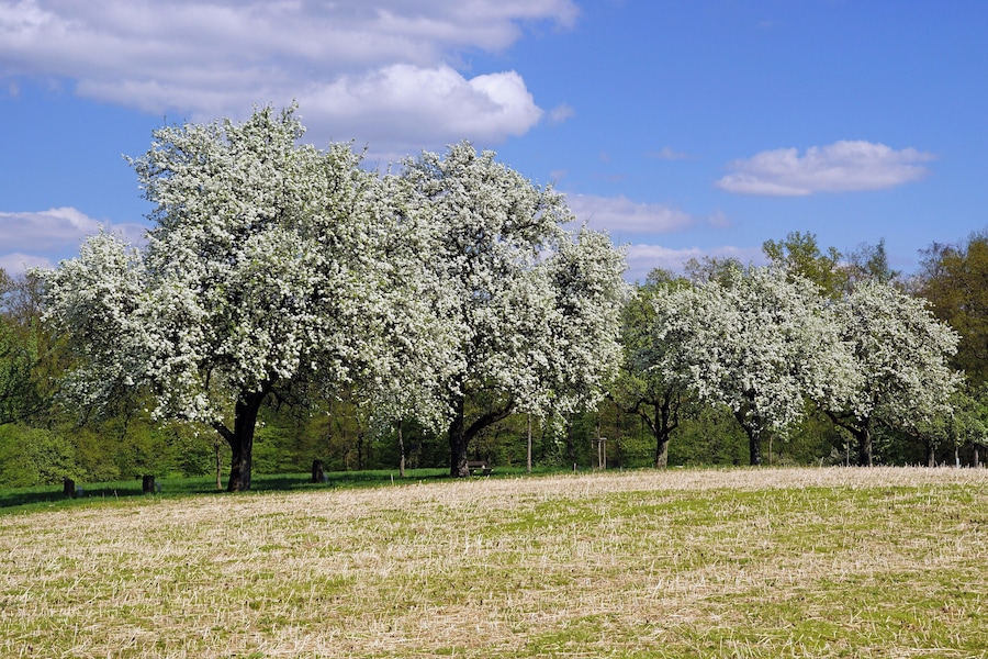 A field of trees with white blossoms under a clear blue sky.