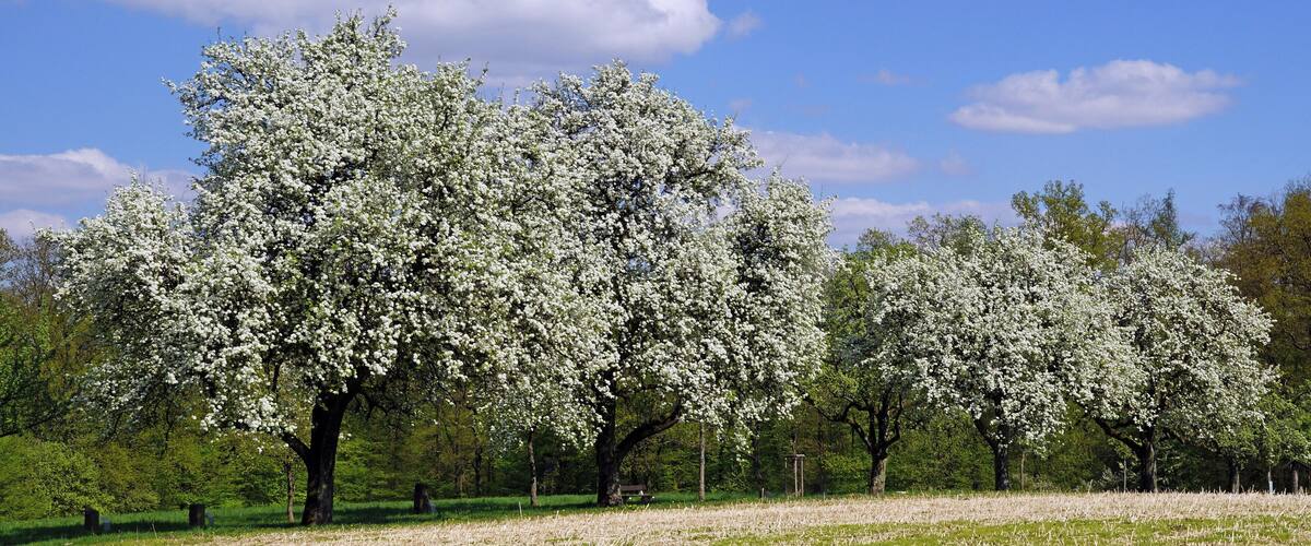 A field of trees with white blossoms under a clear blue sky.