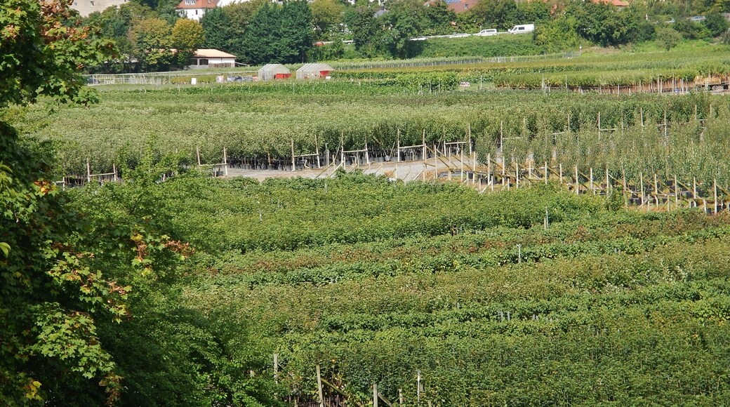 Spezialbetrieb BELSER & SCHEUERMANN für Obstgehölze und Beerenobst im Container