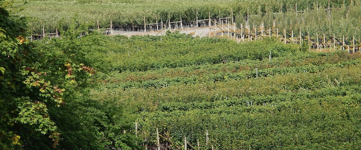 Spezialbetrieb BELSER & SCHEUERMANN fĂŒr Obstgehölze und Beerenobst im Container