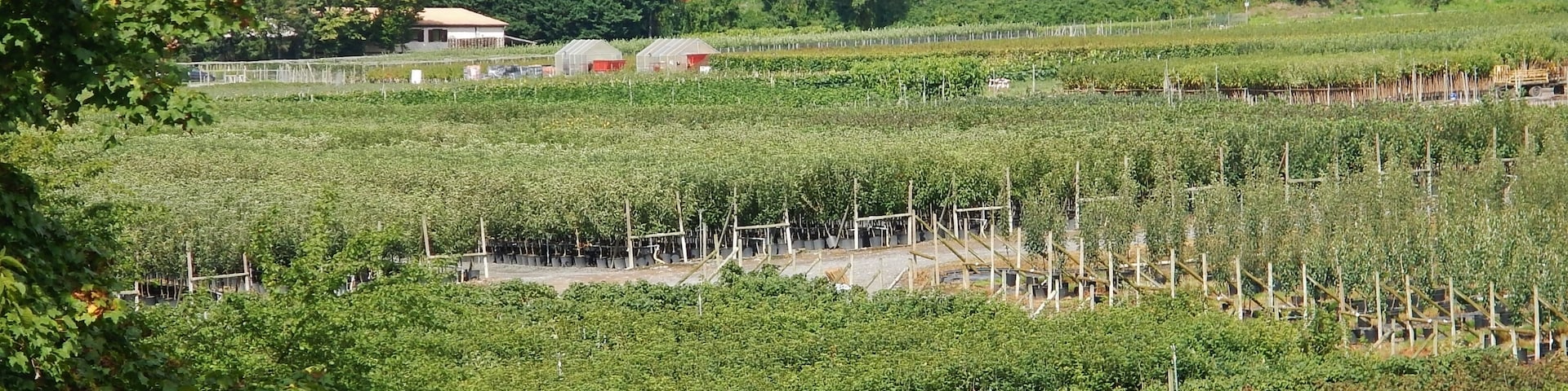 Spezialbetrieb BELSER & SCHEUERMANN fĂŒr Obstgehölze und Beerenobst im Container
